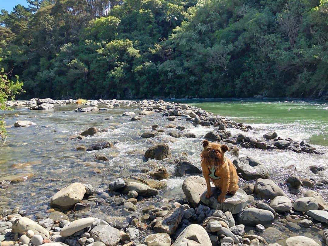 Digby & Aloのインスタグラム：「I could have been taking in the scenery but I was too busy thinking about how cute Digby looks 🐶」