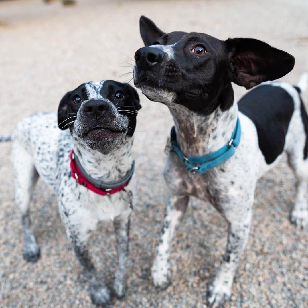 The Dogistさんのインスタグラム写真 - (The DogistInstagram)「Mabel & Marvin, Pointer mixes (11 & 9 m/o), Falmouth Dog Park, Falmouth, MA • “They destroy TV remotes – two $45 remotes, so far. Mabel ate a salamander; half of it and spit the rest out.” Rescues from @sandypawsrescue」9月20日 9時48分 - thedogist