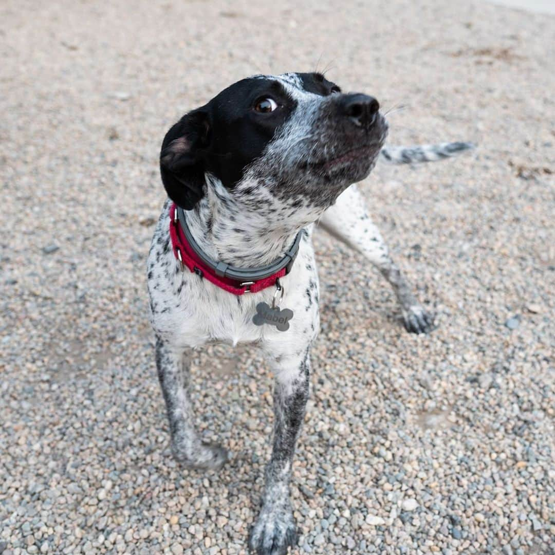 The Dogistさんのインスタグラム写真 - (The DogistInstagram)「Mabel & Marvin, Pointer mixes (11 & 9 m/o), Falmouth Dog Park, Falmouth, MA • “They destroy TV remotes – two $45 remotes, so far. Mabel ate a salamander; half of it and spit the rest out.” Rescues from @sandypawsrescue」9月20日 9時48分 - thedogist