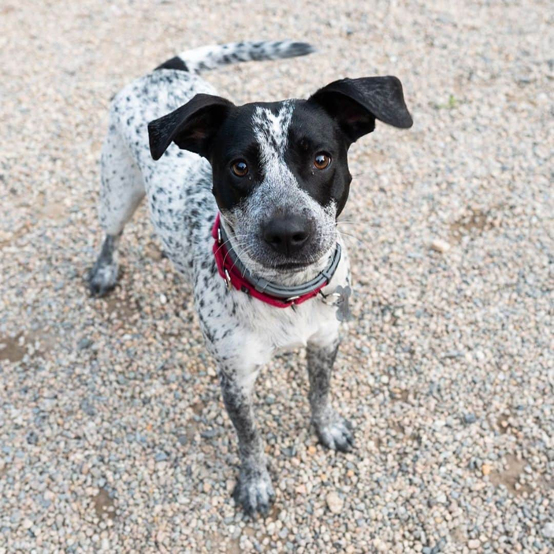 The Dogistさんのインスタグラム写真 - (The DogistInstagram)「Mabel & Marvin, Pointer mixes (11 & 9 m/o), Falmouth Dog Park, Falmouth, MA • “They destroy TV remotes – two $45 remotes, so far. Mabel ate a salamander; half of it and spit the rest out.” Rescues from @sandypawsrescue」9月20日 9時48分 - thedogist