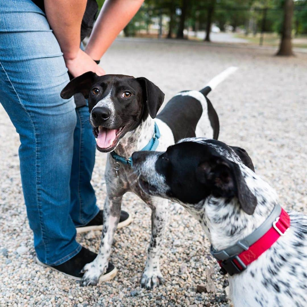 The Dogistさんのインスタグラム写真 - (The DogistInstagram)「Mabel & Marvin, Pointer mixes (11 & 9 m/o), Falmouth Dog Park, Falmouth, MA • “They destroy TV remotes – two $45 remotes, so far. Mabel ate a salamander; half of it and spit the rest out.” Rescues from @sandypawsrescue」9月20日 9時48分 - thedogist