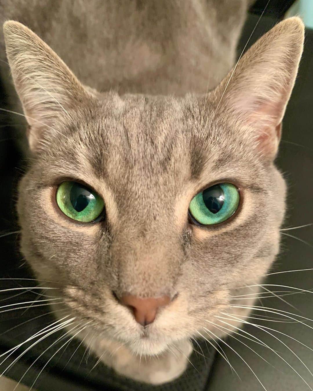 のインスタグラム：「Double tap to boop my nose 🥰⠀ ⠀ 📸 @wildcatfiona⠀ ⠀ #meowed #meowedofficial」