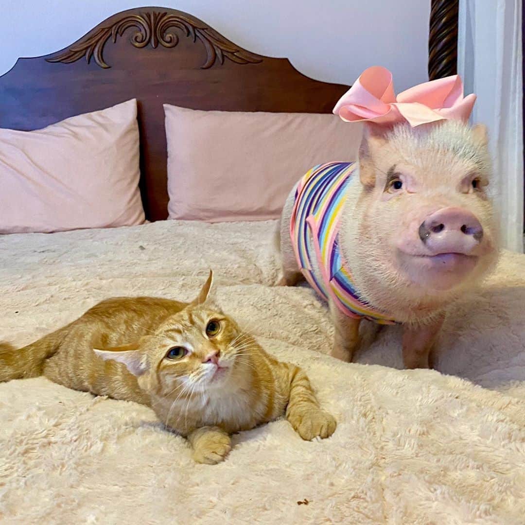 のインスタグラム：「Silly Pop and everypiggy else went to bed, so I’m spending Caturday night with Tigger. We’re watching The Mini Adventures of Winnie the Pooh.🐷💕🐯#tiggerthecat #caturdaynight #prissypig #prissyandtigger #PrissyandPop」