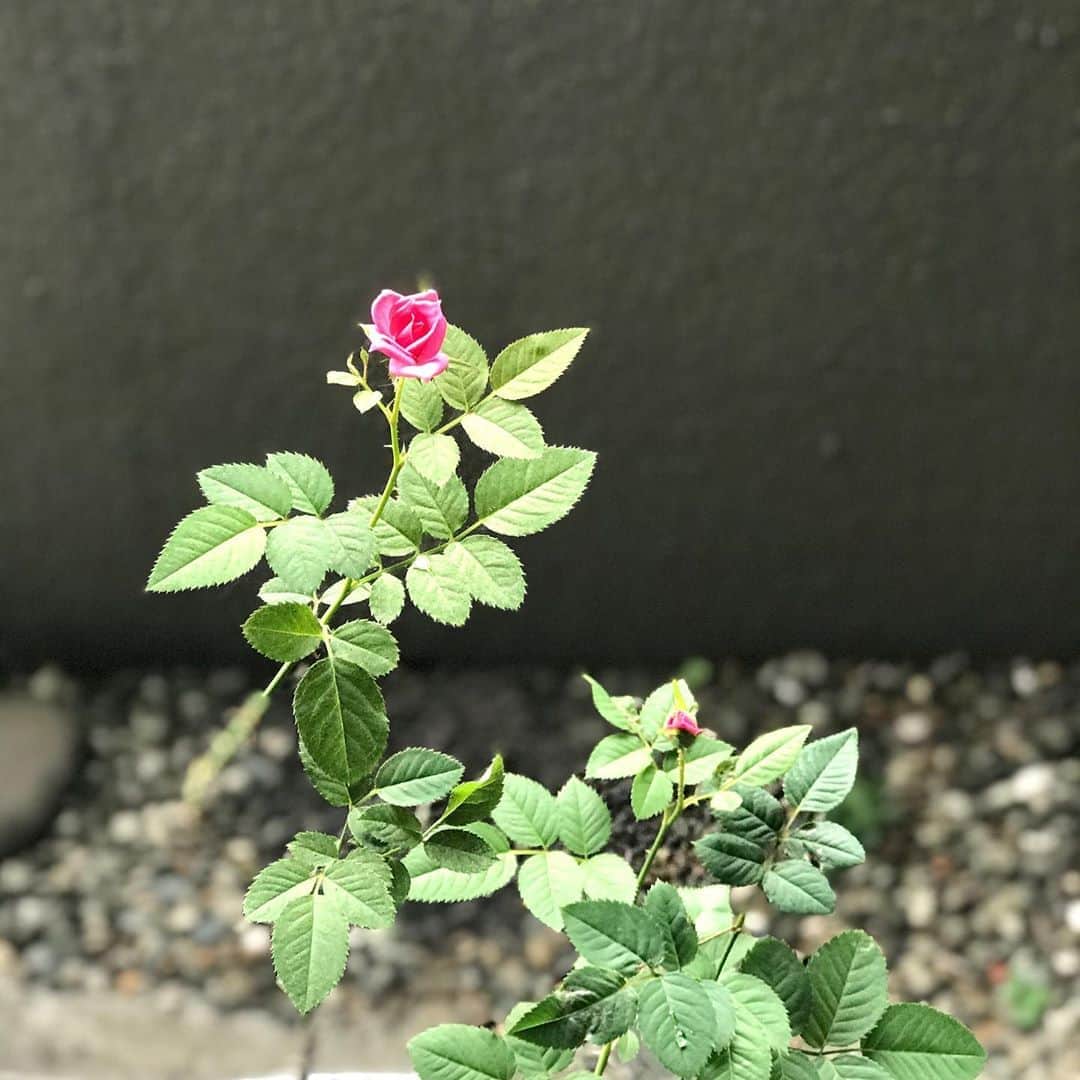 土屋眞弓のインスタグラム：「今年2度目🌹🌹 今回は２つの本当に小さな小さな可憐な花を咲かせてくれました❣️ 当時アメリカに住んでいた長女から送られてきた母の日のプレゼントです🌹🥰🌹 幸せ感じます💕💕💕  #rose」