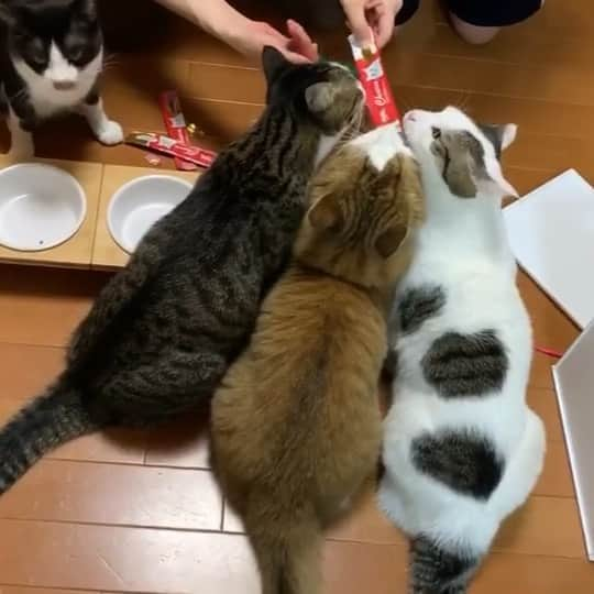 ひのき猫のインスタグラム