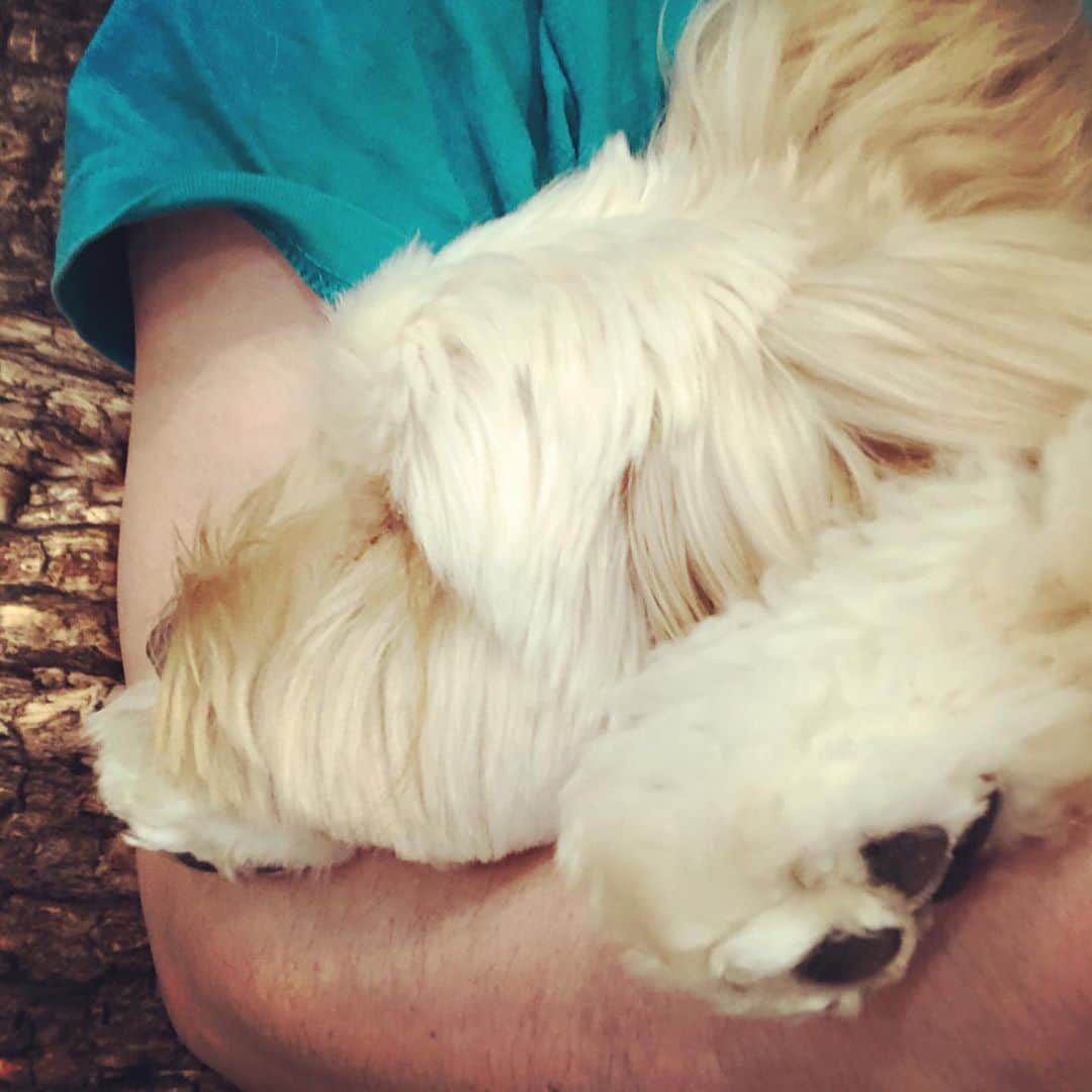 北山陽一のインスタグラム：「溶けている。#きたやまおもち」
