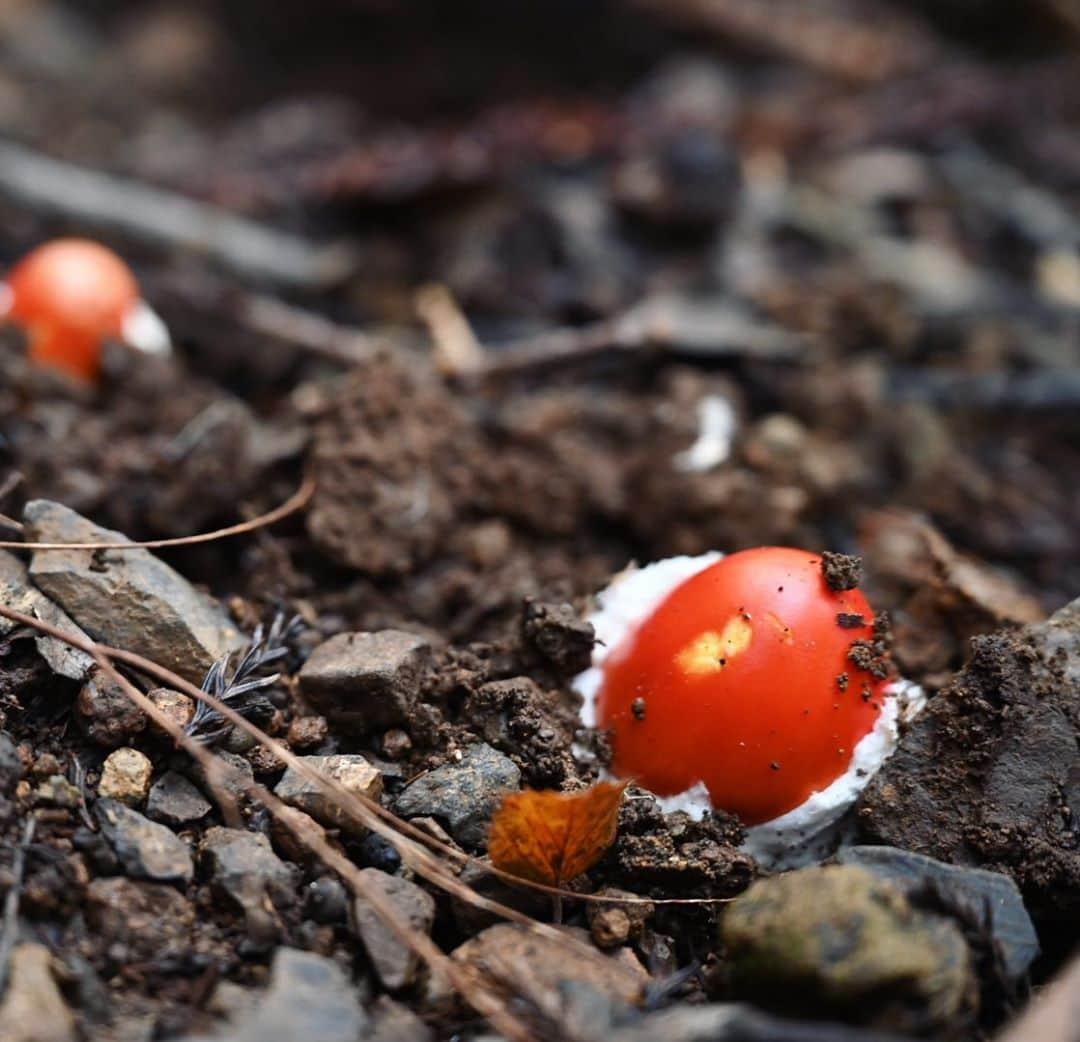 japanese forest & web designer　kapiosanのインスタグラム：「Hello〜my friends〜〜♫ ・ ・ ・ #Japan #Nature #beautiful #tour #travel #forest #naturelovers #forestpark #森 #worldheritage #mt #tokyo #trekking #photooftheday #mushroom #mushroomsofinstagram #きのこ #darkforest #deepforest #mushroomlovers  #nikon #キノコ #タマゴタケ #fungi #amanita #amanitamuscaria #mtfuji #富士山 #トレッキング。」