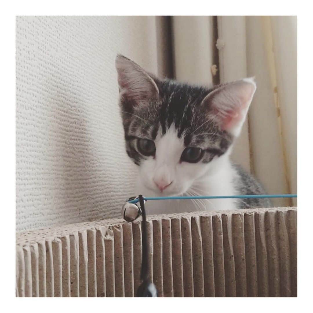 こむぎのインスタグラム：「*【追記:里親さん決定しました！】 以前にストーリーに載せていた子猫ちゃん、母猫からの抗体で猫エイズ擬陽性だったのが、再検査(遺伝子検査)の結果陰性とわかりましたー😭✨良かったー😭👏 というわけで改めまして里親募集します🙇🏻 生後3ヶ月ちょっとのキジ白、サバトラ姉妹です☺️ 甘えん坊で遊ぶの大好き☺️好奇心旺盛なサバトラちゃんとちょっと慎重派なキジ白ちゃん。 姉妹仲良しなので2匹一緒にお迎えしてくださる方を優先したいと考えておりますー🙇🏻 愛知、岐阜、三重にお住まいの方ご検討よろしくお願いします🙏🏻 ピンときた方DMお待ちしております〜🤗✨ #里親募集 #里親募集中 #愛知 #岐阜 #三重」