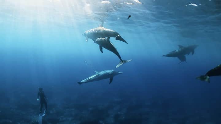 H I R O M I M O R I Y Aのインスタグラム：「水中散歩🐬🚶‍♂️イルカの声がかわいすぎました。  今年はコロナもあって本職のダイビングが出来ず、サイパンも遅れてるけど今できることをする。  死ぬまで新しい海の世界を探しに行きます🐬　  #worldcleanupday #dolphin #underwaterphotography #underwaterexplorer #diving #divingphoto #divinglife #freediving #savetheocean #savethereef #savetheturtles #uwphotographer #divermag #lascubamag #goprojp #goprohero8 #goprounderwater #ダイビング　#イルカ　#ダイビング好きな人と繋がりたい #水中写真　#水中映像 #水中冒険家　#海好きな人と繋がりたい #goprodiving  #フリーダイビング　#ocean #水中撮影」