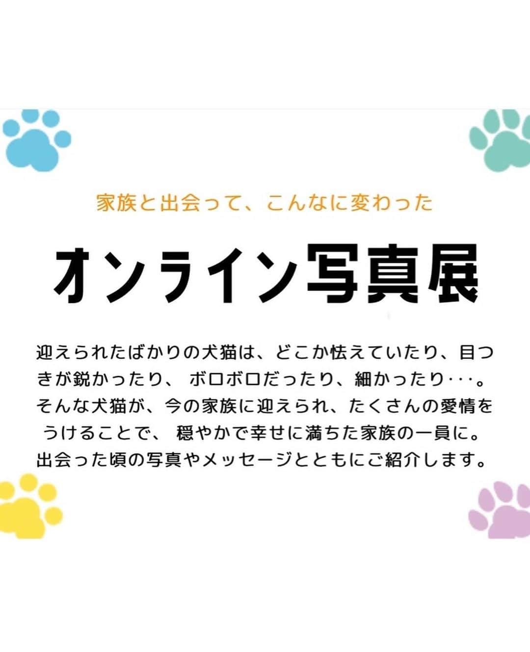 八、おこめさんのインスタグラム写真 - (八、おこめInstagram)「お知らせ遅くなっちゃいました💦 (※編集中に間違え消しちゃったので再投稿) 明日、9月20日(日)〜9月26日(土)まで @sippo_official さんのオンライン#みんなイヌみんなネコ 🐾が開催されま〜す✨ オンライン譲渡会や#グッピーくまくま部屋 (@kumaokamako )さんのトークショー♩ 最終日26日(土)には @toitoitoicat でもいつもお世話になっている、山田さんと近藤さん( @toshiakiyamada @kenjikond0 )のLIVEがありま〜す🎶 ハッチャンとおこちゃんは、オンライン写真展に参加させて頂きます😸 期間中は他にも色んな企画があるそうなので詳しくは @sippo_official さんのアカウントへ〜🐾✨ #チャリティーイベント #保護猫 #保護犬 #譲渡会 #ねこ部 #cat #ねこ #猫 #ネコ #sippo #sippo_official」9月20日 13時09分 - naomiuno