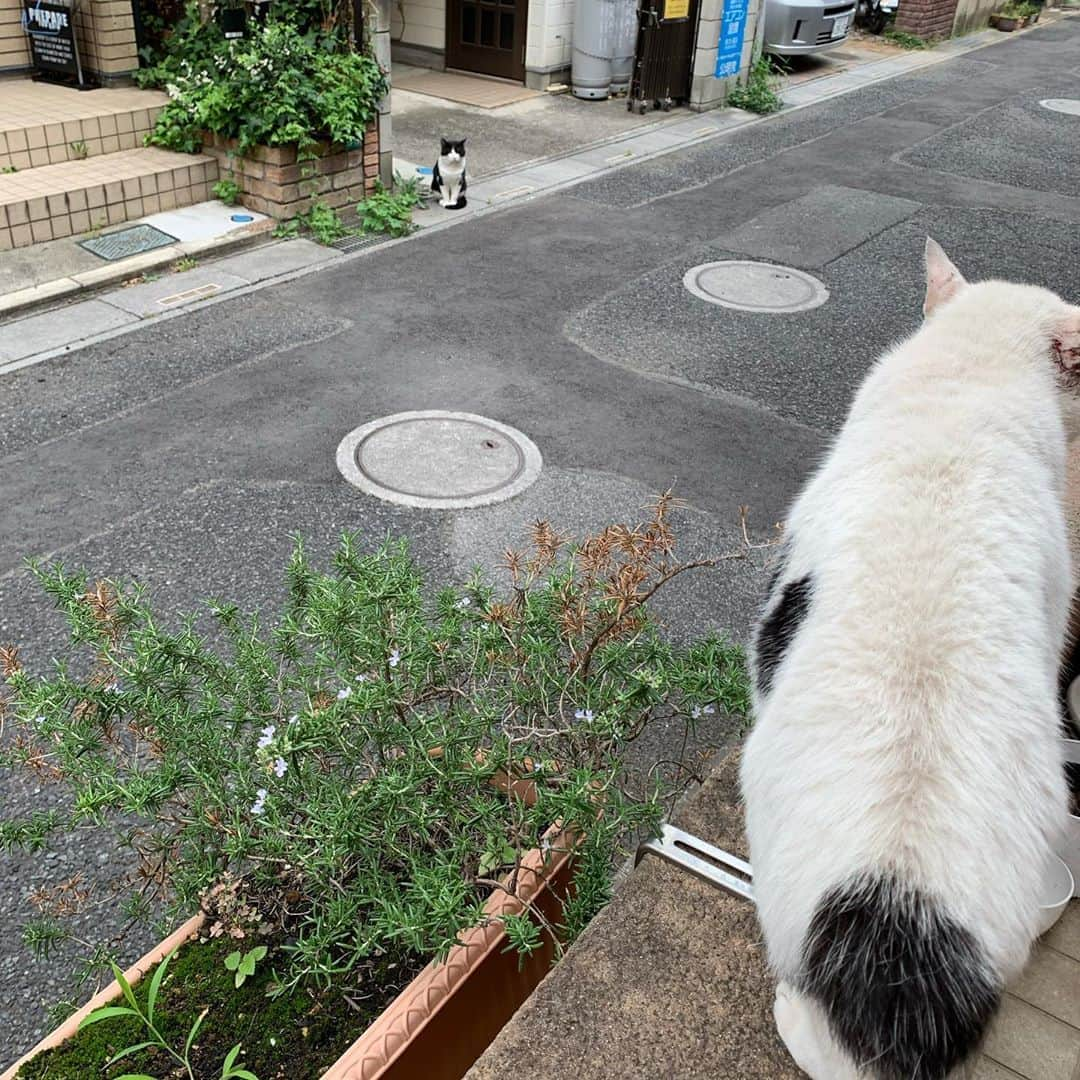 Kachimo Yoshimatsuさんのインスタグラム写真 - (Kachimo YoshimatsuInstagram)「一年前のナナクロ Nanakuro a year ago Photo:2019.09.20 遠くから見つめるイカスミ。  #うちの猫ら #ナナクロ #ikasumi #nanakuro #ナナクロ大好き #一年前のナナクロ #猫 #ねこ #cat #ネコ #catstagram #ネコ部 http://kachimo.exblog.jp」9月20日 14時02分 - kachimo