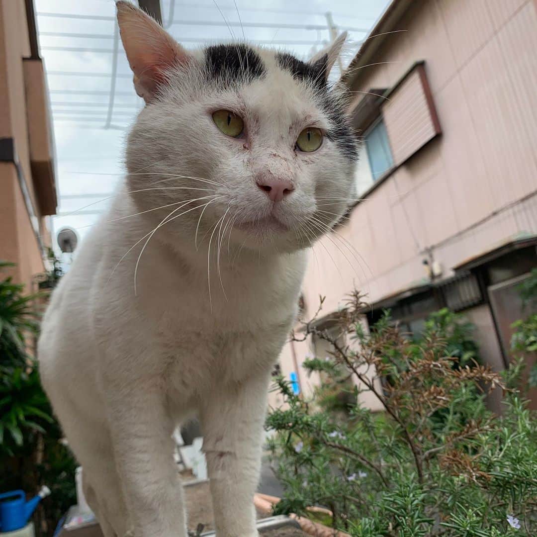 Kachimo Yoshimatsuさんのインスタグラム写真 - (Kachimo YoshimatsuInstagram)「一年前のナナクロ Nanakuro a year ago Photo:2019.09.20 遠くから見つめるイカスミ。  #うちの猫ら #ナナクロ #ikasumi #nanakuro #ナナクロ大好き #一年前のナナクロ #猫 #ねこ #cat #ネコ #catstagram #ネコ部 http://kachimo.exblog.jp」9月20日 14時02分 - kachimo
