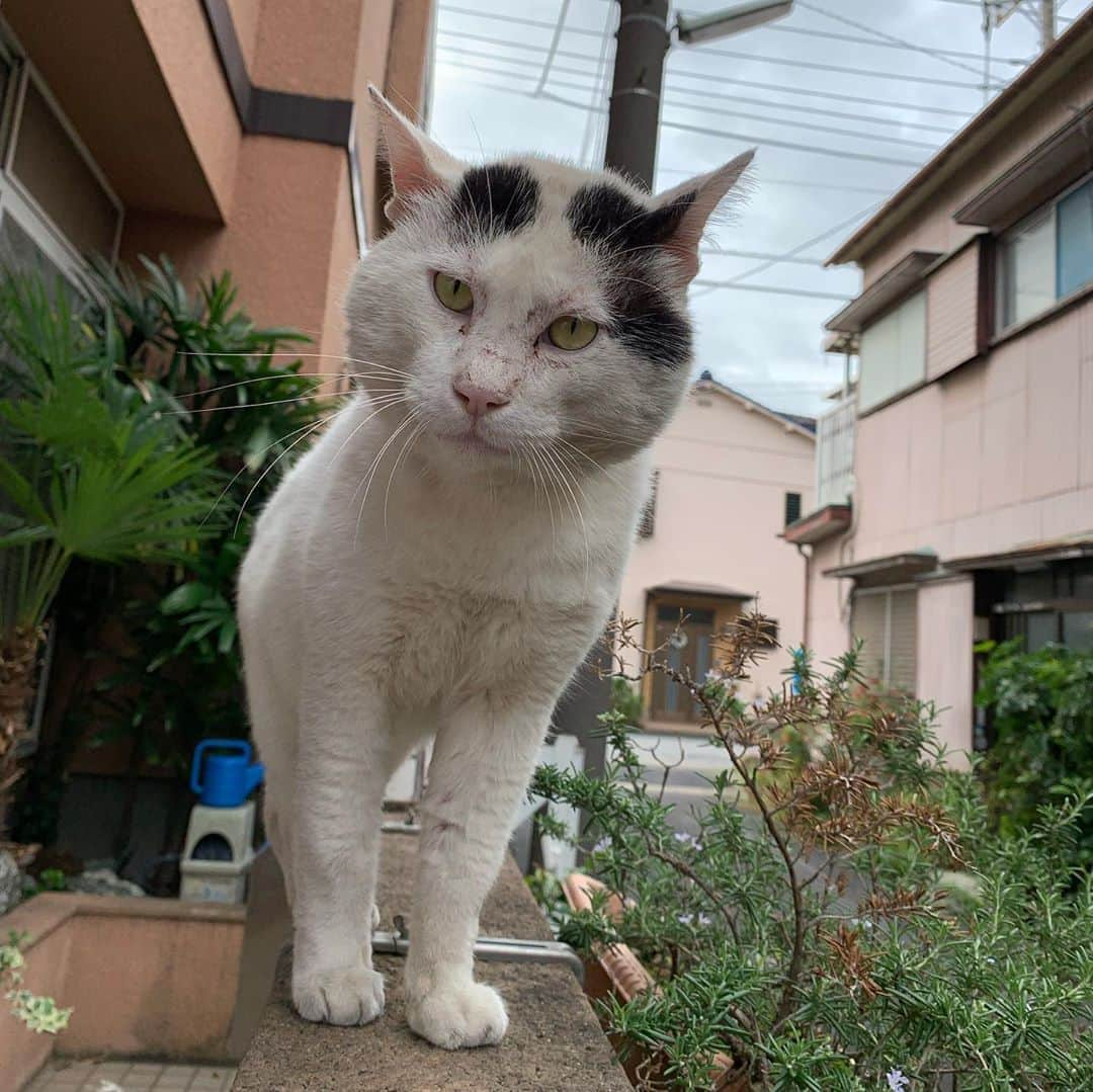 Kachimo Yoshimatsuさんのインスタグラム写真 - (Kachimo YoshimatsuInstagram)「一年前のナナクロ Nanakuro a year ago Photo:2019.09.20 遠くから見つめるイカスミ。  #うちの猫ら #ナナクロ #ikasumi #nanakuro #ナナクロ大好き #一年前のナナクロ #猫 #ねこ #cat #ネコ #catstagram #ネコ部 http://kachimo.exblog.jp」9月20日 14時02分 - kachimo