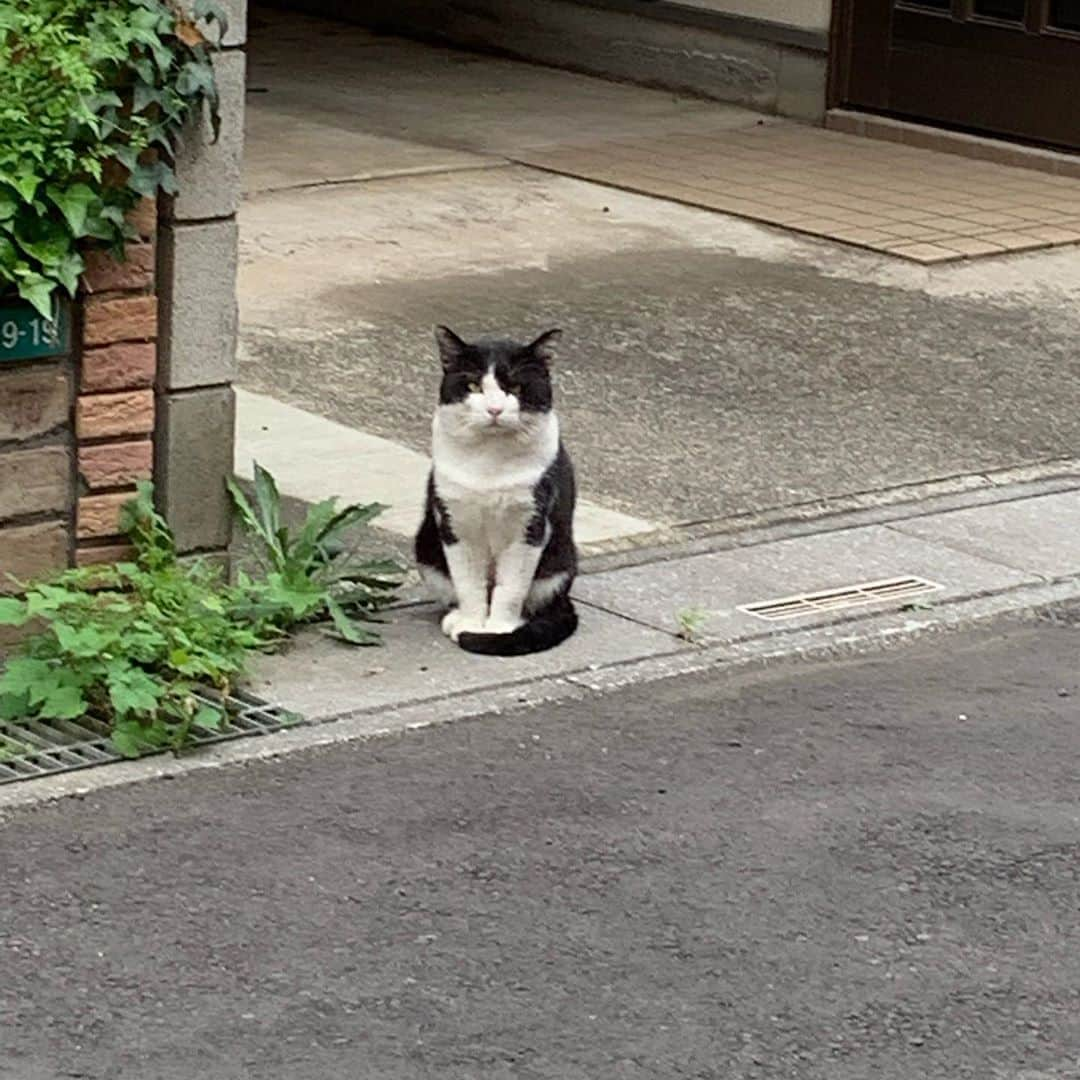 Kachimo Yoshimatsuさんのインスタグラム写真 - (Kachimo YoshimatsuInstagram)「一年前のナナクロ Nanakuro a year ago Photo:2019.09.20 遠くから見つめるイカスミ。  #うちの猫ら #ナナクロ #ikasumi #nanakuro #ナナクロ大好き #一年前のナナクロ #猫 #ねこ #cat #ネコ #catstagram #ネコ部 http://kachimo.exblog.jp」9月20日 14時02分 - kachimo