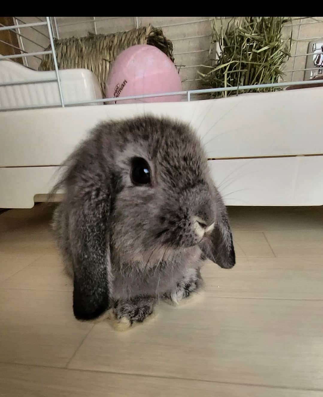 三宅裕子さんのインスタグラム写真 - (三宅裕子Instagram)「#ふわふわ #月ちゃん (#ライオンヘッド が少し入ってるかもと言われてる️🦁)  写し方でかなりイメージがかわる😂  頭のてっぺんがふわふわ♡なんだけど換毛期 でどうなっていくのかな？ 今のところ足元以外そんなに変化はなしです🌼   ୨୧┈┈┈┈┈┈┈┈┈┈┈┈୨୧ うさぎメモ📝 うさぎは #声帯がない ので基本鳴きません。 ものすごく怒ったりすると声のような「音」は出すそうです。(まだ聞いたことがないですが💦) 他にも甘えたり遊んで欲しいときプープーといったりします♡  #うさぎ好きな人と繋がりたい #ミニロップイヤーラビット #rabbits #ふわもこ部」9月20日 14時28分 - yuko_miyake