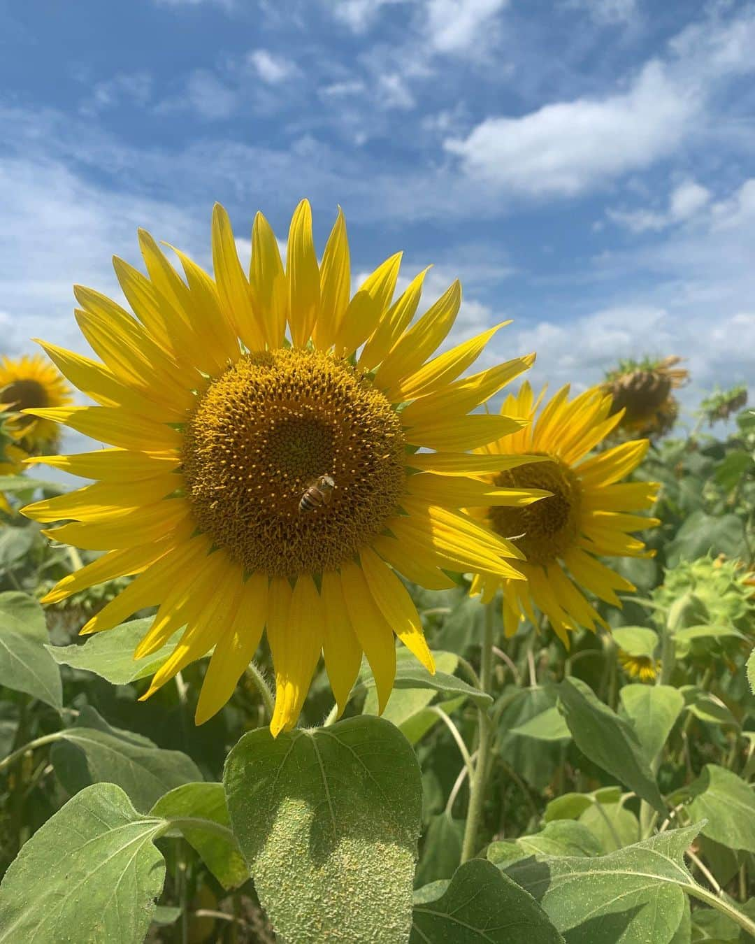 関西LIFE－homelife－さんのインスタグラム写真 - (関西LIFE－homelife－Instagram)「【兵庫県・小野】 圧巻のひまわり畑が見られる【ひまわりの丘公園】 . 広い公園に、満開のひまわりが(^^)/ その美しい景色にたくさんパワーをもらった気がします！ 気持ちもリフレッシュできました♪ . @homelife_local では #homelife_兵庫 では兵庫のいいところを紹介していきます。みなさんの大好きな兵庫を教えてください。 . . #ひまわりの丘公園 #小野 #向日葵 #ひまわり畑 #アスレチック #四季折々 #芝生広場 #大型遊具 #児童館 #新鮮野菜直売 #ヒマワリ #人気 #おでかけ＃小野スポット #公園 #ひまわりの塔 #小野市 #兵庫おでかけ #小野おでかけ #兵庫旅行 #兵庫観光 #兵庫旅 #そうだ兵庫行こう #観光 #旅行 #兵庫 #japan #japantrip #japantrip2020 #hyogo」9月20日 14時37分 - archihome_local