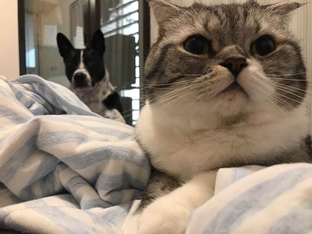 KATSUOのインスタグラム：「ふたりとも可愛すぎて苦しい . #pet #petstagram #catsanddogs #いぬねこ #かつおとメイ」