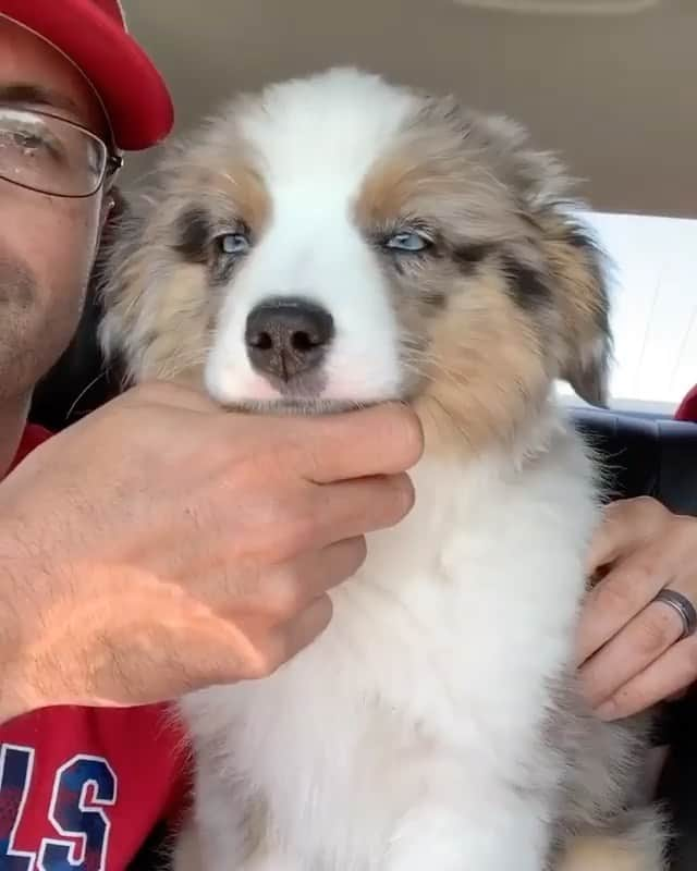 The Critter Havenのインスタグラム：「Still sleepy Video by @oakley_the.aussie  #TheCritterHaven」