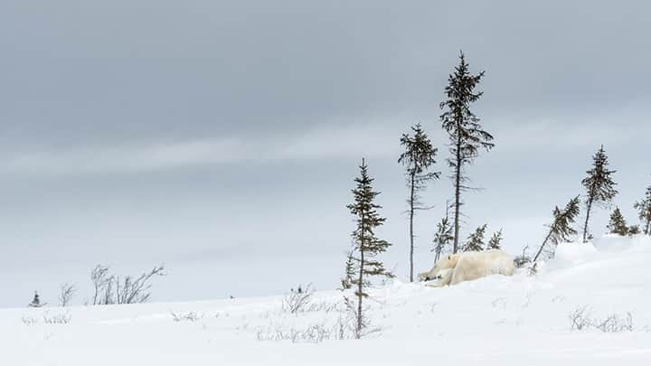 National Geographic Travelさんのインスタグラム写真 - (National Geographic TravelInstagram)「Photo by @daisygilardini / Manitoba established Wapusk National Park in 1996. The park area protects the southernmost polar bear denning area in the world. Polar bears were declared a threatened species in 2008 under the Manitoba Endangered Species and Ecosystems Act. The act makes it illegal for anyone, Indigenous or resident, to kill a polar bear. Unfortunately in other Canadian provinces and territories polar bear hunting is legal, and roughly 500 polar bear hunting licenses are legally approved each year in Canada. Most of those hunts are staged in Nunavut and the Northwest Territories. Follow me @DaisyGilardini for more images and stories behind the scenes. #polarbear #hunting #trophyhunting #Manitoba #wapusknationalpark」9月20日 17時08分 - natgeotravel