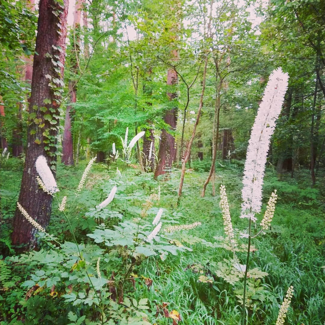 富永美樹さんのインスタグラム写真 - (富永美樹Instagram)「#natureisart ⤴️ ウチの#庭 の#切り株 が#art のようでした♪ そして#ニョロニョロ みたいな#花 が気になっちゃって#森 へ…似てない？😅  #富士山 の森 #４連休 だから#癒し の写真😁」9月20日 17時22分 - miki.tominaga.official