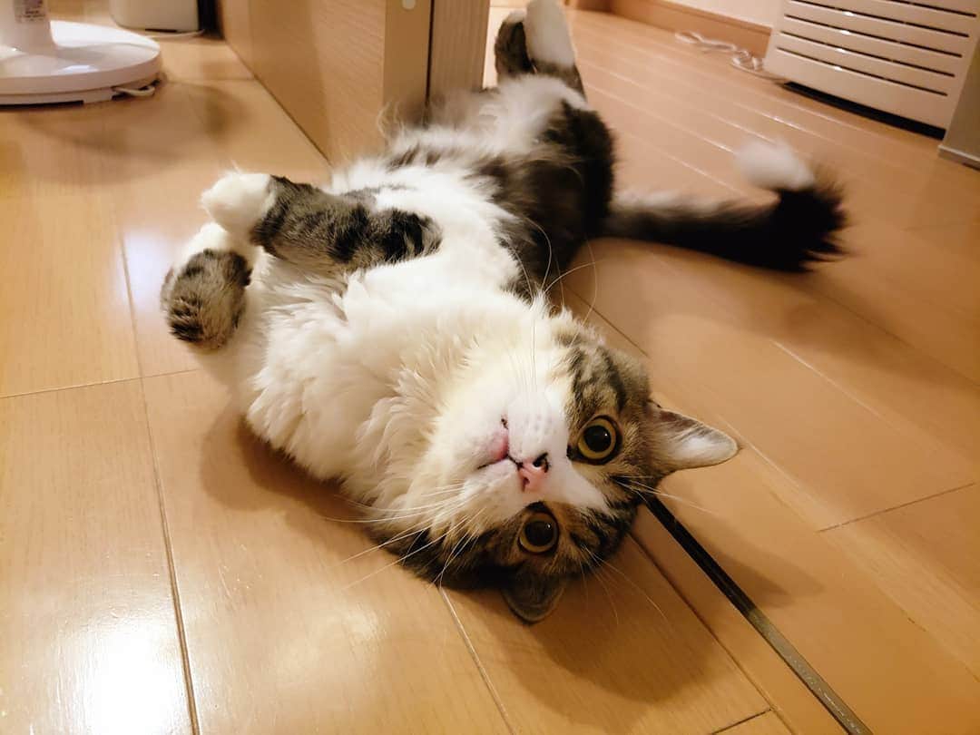 葉山いくみのインスタグラム