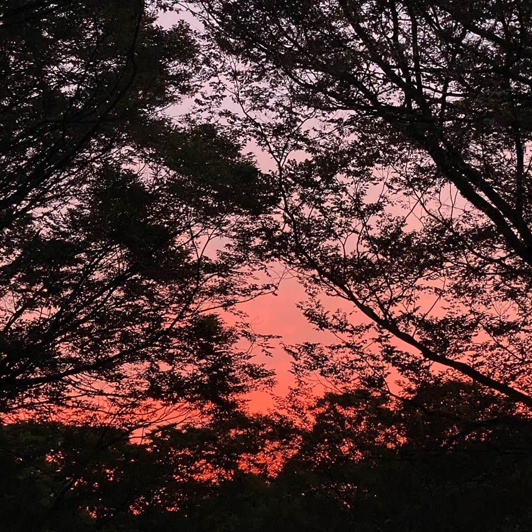 のインスタグラム：「綺麗な夕焼け。思わず近くの公園へ。  気がつけば、サンセットを見に行って、感動してました。  そして今日はここで過ごす最後の日曜なんです。  感謝だ✨  #サンセット #夕焼け #綺麗 #sunset #サファリみたい！？ #日曜 #sky #kyoto #京都 #日本 #japan #感謝 #ありがとう」