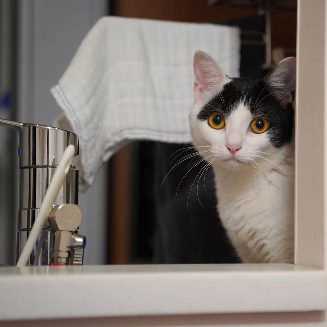 KAZUYAさんのインスタグラム写真 - (KAZUYAInstagram)「今日のにゃんこ24。 キッチンに登るのはやめてください🙇‍♂️ #猫 #猫のいる暮らし #cat」9月20日 18時51分 - kazuya.hkd