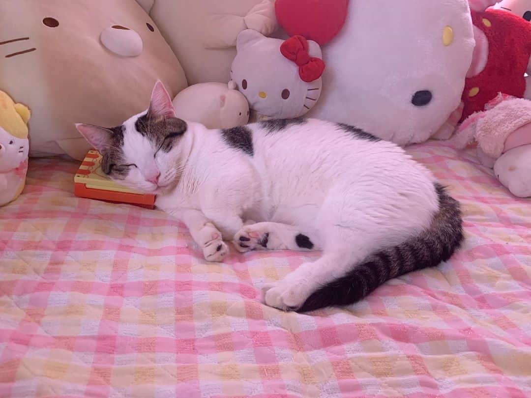 ひのき猫さんのインスタグラム写真 - (ひのき猫Instagram)「ぬいぐるみと化しました(^^)」9月20日 18時47分 - hinoki.cute.kitten