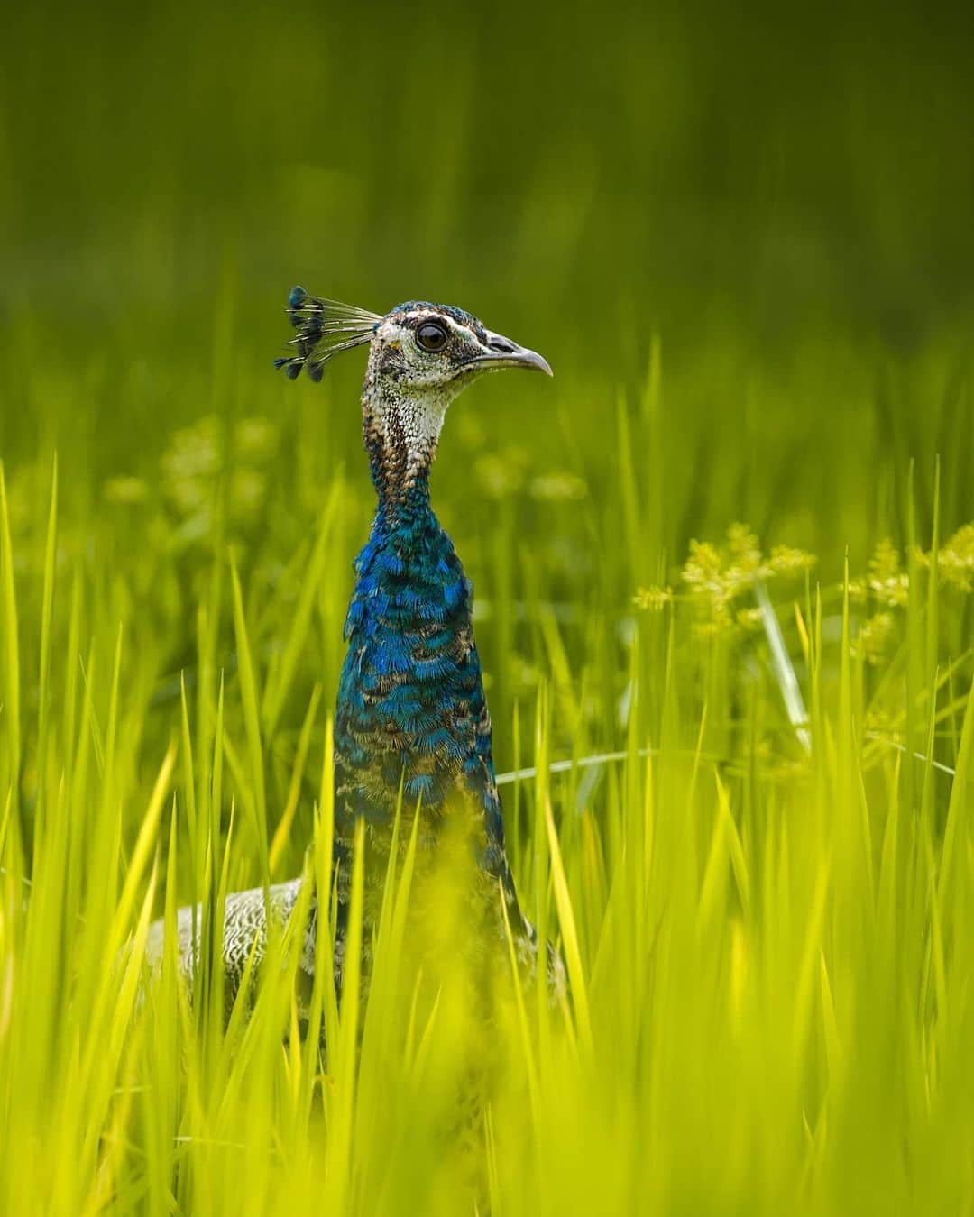 Canon Asiaのインスタグラム：「Backstory: The photographer shot this curious peacock 🦚  as it watched a pre-wedding photoshoot at a farm. . Don't you love how the colours cascade from the royal blue feathers 💙 to the lush, green grass 💚 ? . 📷 Image by ArchitMv731 on My Canon Story using the Canon EOS 5D Mark III  EF70-200mm f/2.8L IS II USM  f/4  ISO 100  1/400s  180mm . Want your photos to be featured too? Tag them with #canonasia or submit them on My Canon Story, link in bio! . #canonasia #photography #explore #peacock #feathers #canon #wildlife #lens #inspiration #animals #nature #colours」