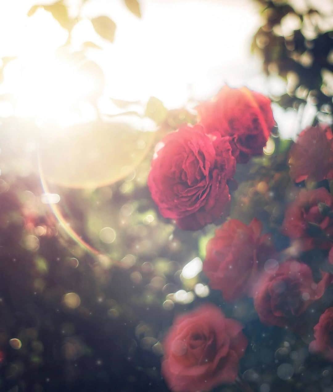花の写真館のインスタグラム：「Photo by @d.h0531.⠀ https://instagram.com/d.h0531/⠀ .⠀ Original Post[投稿いただいたURL]⠀ https://www.instagram.com/p/B4mPfjPA60I/⠀ .⠀ 本アカウントは、 #私の花の写真 をつけてInstagramに投稿された皆さまの花の写真や、「花の写真館」Facebookページで投稿された花の写真を紹介します。⠀ 「花の写真館」Facebookページは、「 @floral.photograph 」のプロフィールにあるURLからご覧ください。⠀ .⠀ ※各自、政府、自治体など公的機関の指示に従った行動をお願いします。⠀⠀ 東京カメラ部および分室では、写真を「見る楽しみ」を提供することを通して、微力ながら皆様にわずかな時間でも癒しをお届けしたいと思っております。⠀ ※本アカウントは東京カメラ部がFacebook、Instagramのサービスを利用して運営しているもので、Facebook社・Instagramとは一切関係ありません。⠀ .⠀ #花の写真館 #floralphotograph #floralphoto #flower #flowers⠀ Follow: @floral.photograph」