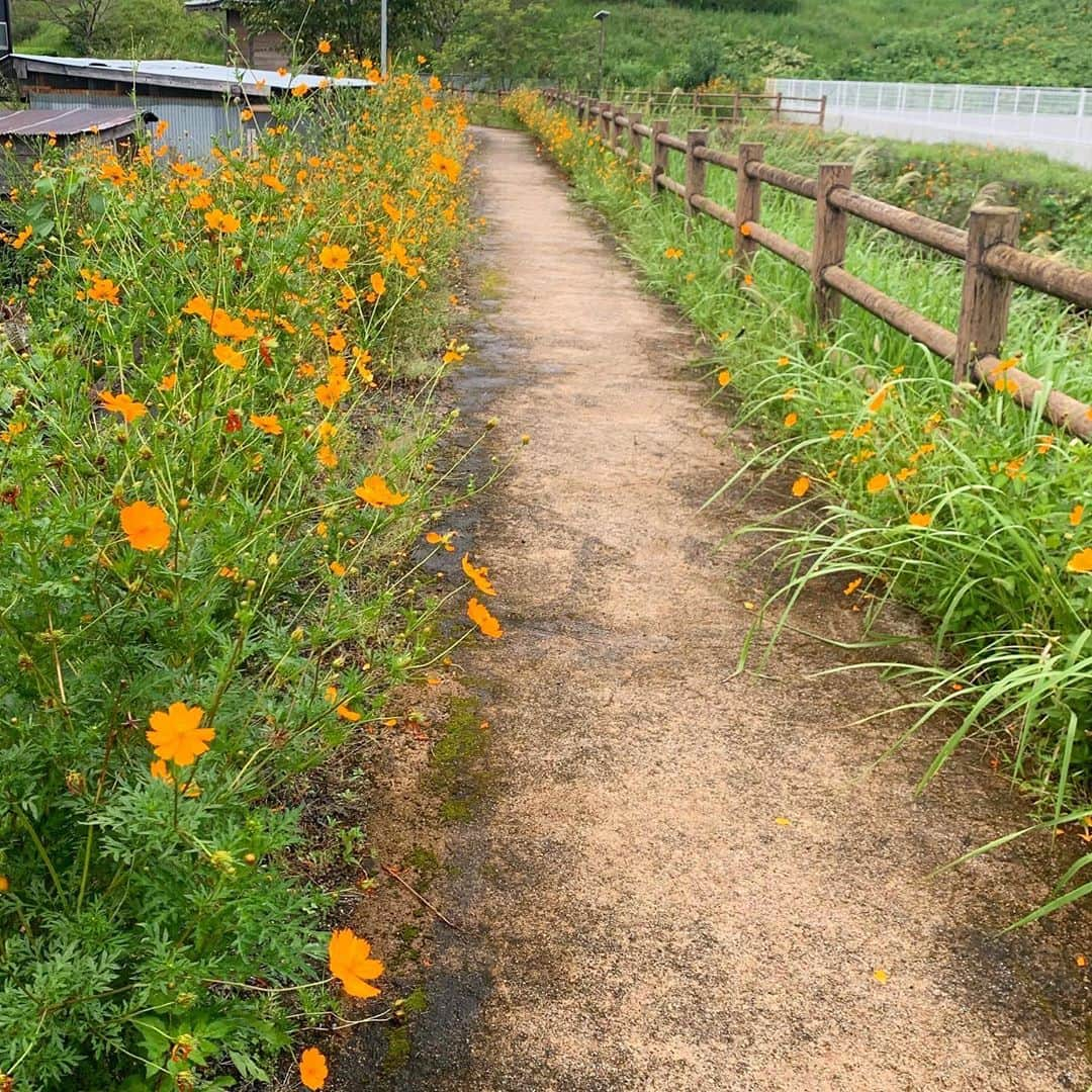 小野澤玲奈さんのインスタグラム写真 - (小野澤玲奈Instagram)「ことしも愛してやまない シャインマスカット💚  665gの大物をつかまえました😋  あま〜い！  それにしても急に風が涼しくて切ない。  #大塚ぶどう園  #ぶどう狩り #静岡 #静岡市  #シャインマスカット  #シャインマスカット狩り  #ピオーネもおいしい  #秋 #夏が好き #😢」9月20日 19時32分 - reina.onozawa