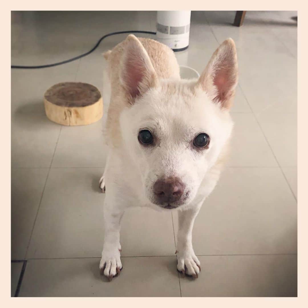 パンといっぴきのインスタグラム：「#元保護犬 #雑種犬 #crossbreed #mixdog #キップル14歳」