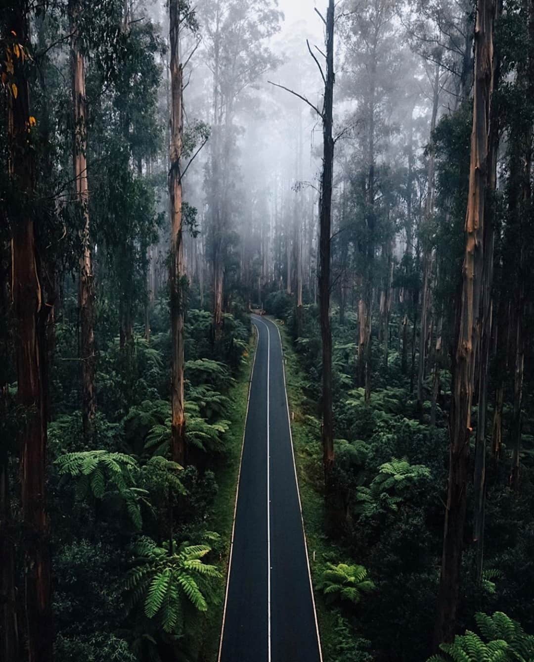 Earth Picsさんのインスタグラム写真 - (Earth PicsInstagram)「The most enchanting forest in Australia 🌲 Tag someone you would explore here with! 📸 @jordhammond」9月21日 6時00分 - earthpix