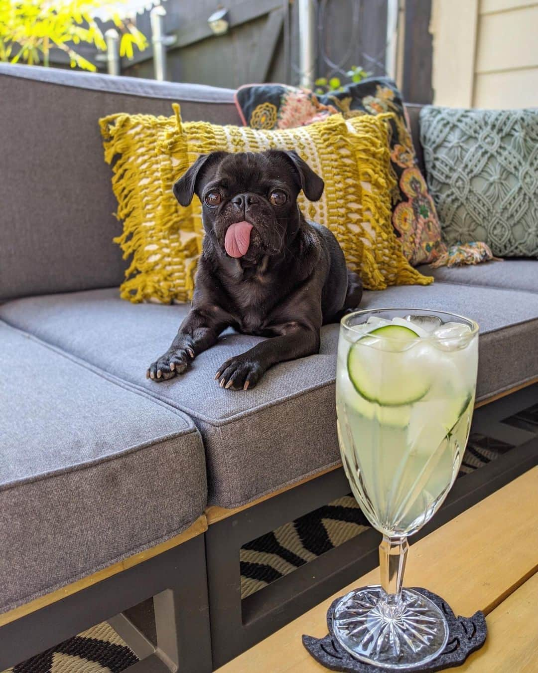 ロッコのインスタグラム：「Yesterday @matildazpug’s mom Mandy was telling us at the ATX Pughearts virtual meetup (which btw is super fun! you guys should join) about a cucumber cocktail called Cool Hand Cuke that she used to have a bar she would frequent. And since I quit juicing 4 hours into my cleanse on Monday I had plenty of cucumbers to experiment with ☺️ This drink is dangerously good, it’s light and refreshing. I’ve added my recipe below but play around with it, make it what you like.   Juicing Fail Cucumber Cocktail  2 oz cucumber vodka or regular vodka (I used @svedkavodka cucumber lime since Rocco always got the best gifts 3/4 oz @stgermaindrinks 0.25 oz mint simple syrup (you can use regular simple syrup, I just had a bunch of extra mint that I needed to use) 0.25 lemon juice Cucumber water (1 cucumber peeled and blended with 2.5 cups water, strain) In glass add vodka, St Germain, simple syrup and lemon juice. Stir. Add ice and top with cucumber water.  #pug #puglife #pugstagram #pugsofinstagram #dogsofinstagram #weeklyfluff #theweekoninstagram #austindogs #dogsofbark #teampixel #atx #buzzfeedanimals #speakpug #imbibe #cocktails #craftcocktails」