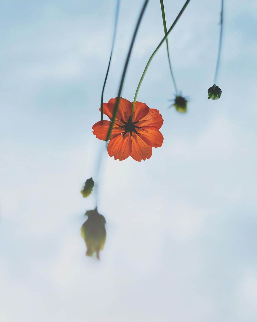 ima_ju / Jun Iのインスタグラム：「: : One Colors of Autumn : : 1000倍返しかぁ〜やられたら怖いなぁ〜w : : ::」