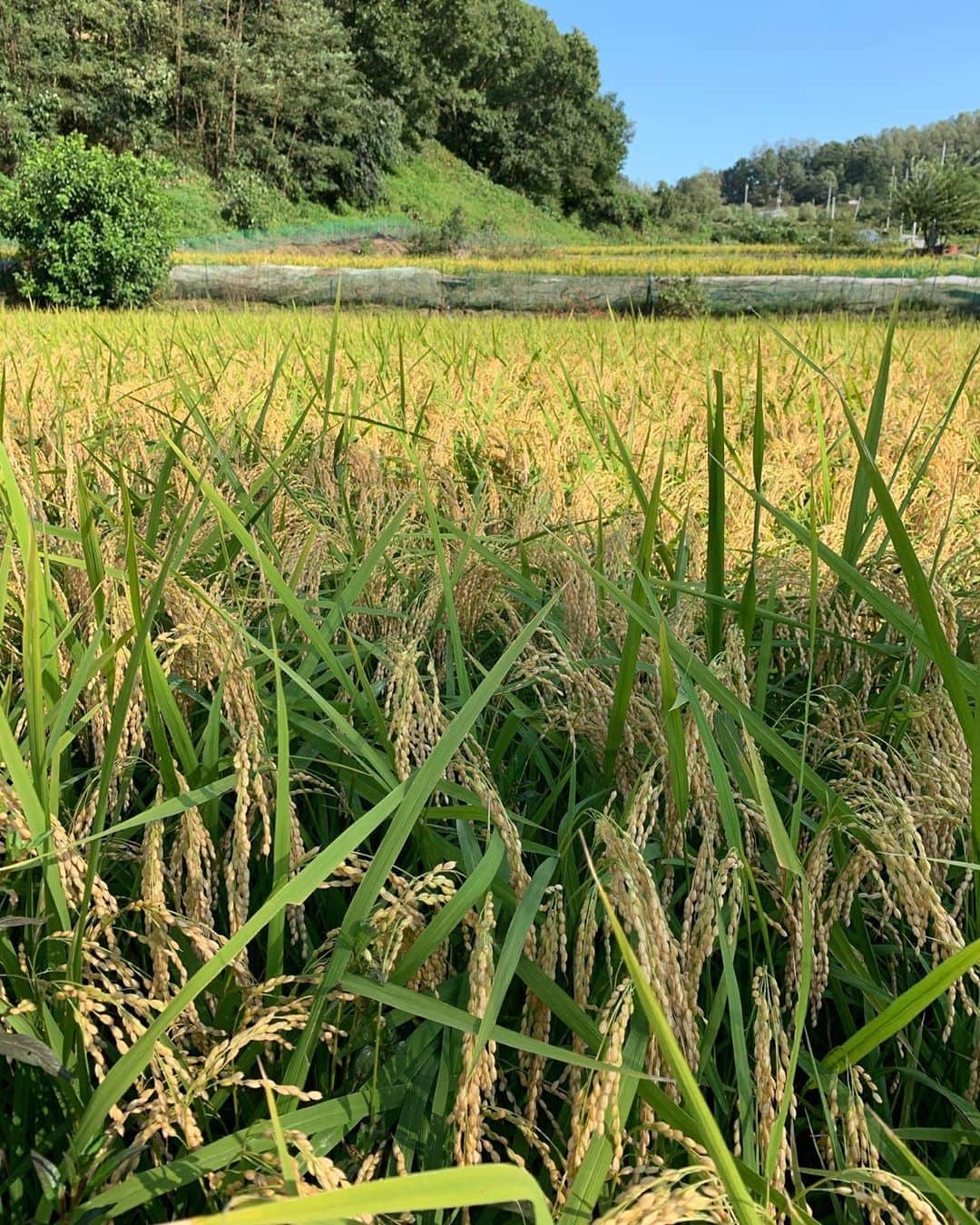 ワン・ビンナさんのインスタグラム写真 - (ワン・ビンナInstagram)「벼를 이렇게 가까이서 본게 처음이라 신기해서 한참을 봄🙈 #이쁘다너🌾 #쌀#rice#가을」9月20日 22時30分 - bitnawang