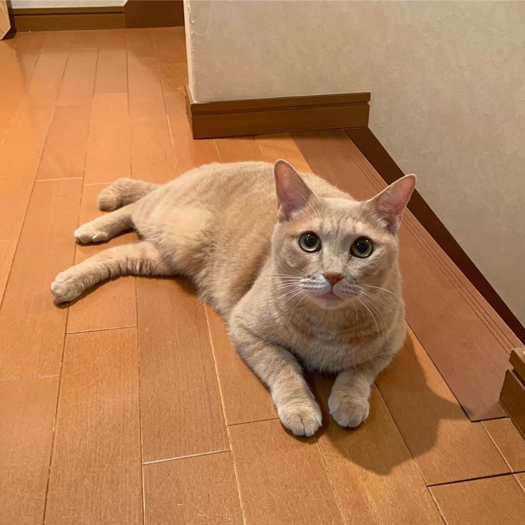 ひのき猫さんのインスタグラム写真 - (ひのき猫Instagram)「息子待ちのひのきです。  おやすみなさい🌙」9月20日 22時26分 - hinoki.cute.kitten