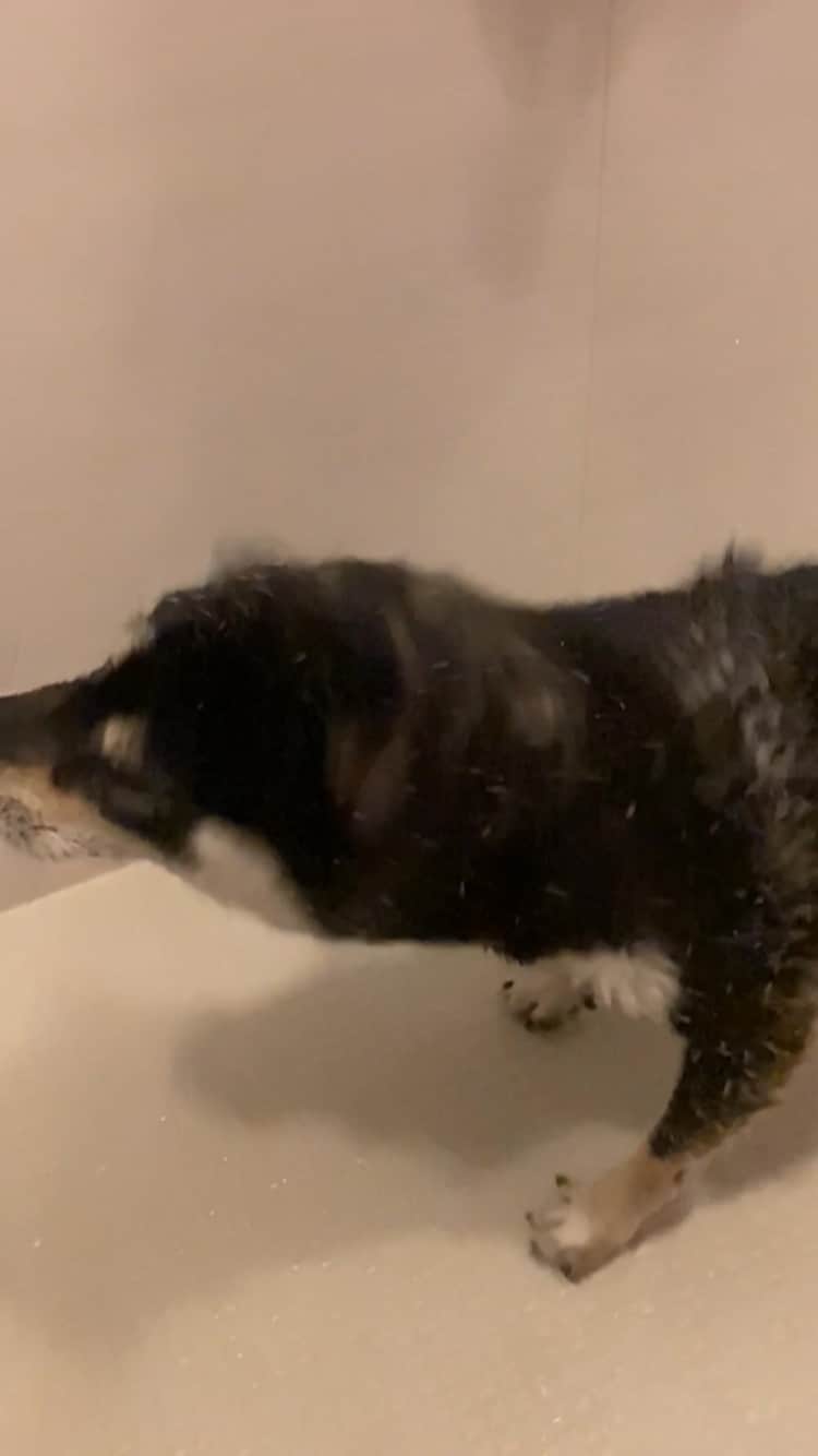 vo_coのインスタグラム：「🚿 ちょっとだけよ〜 シャワーシーンを公開されてしまったこたつさん だらだらと抜け続けていた換毛がこれでようやく落ち着いたかも * #シャバダバシャバダバ #ちょっとだけよ #shibastagram #instashiba #shiba #shibainu #黒柴 #柴犬」