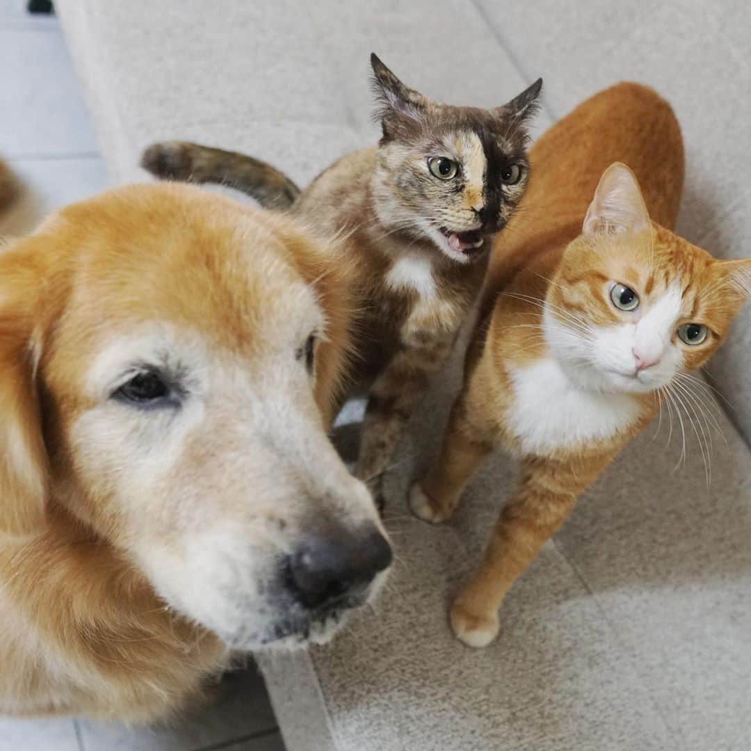 tamatamagoさんのインスタグラム写真 - (tamatamagoInstagram)「🐶😼🐱we’re all here 👋🏻👋🏻👋🏻 . . 　 左から、マオねぇ、ハナちゃん、ハニたん✨✨全員集合💓💓💓 . . 　 視線の先は、タイのワンコもついにニャンズと一緒に楽しめるようになった、あのオヤツでーす😊😊 . . 　 🐶早くくだしゃい‼️ 　 🐱早くするにゃわさ💨💢💢💢 　 😼待ってるにゃよ〜💓 　 . . 　 #ワンコがいてもニャンコと暮らせる  　 2020/09/20 . . 　 #ゴールデンレトリバー #レトリバー　#大型犬　#犬と猫　#多頭飼い　#茶トラ　#茶トラ男子部 #サビ猫　#保護猫　#猫　#ねこ　#にゃんだふるらいふ #ペコねこ部 #pecoいぬ部 #dogandcat #fluffypack #goldenretriever #goldenretrieversofinstagram #cats_of_instagram #catstagram」9月20日 23時12分 - tamatamago