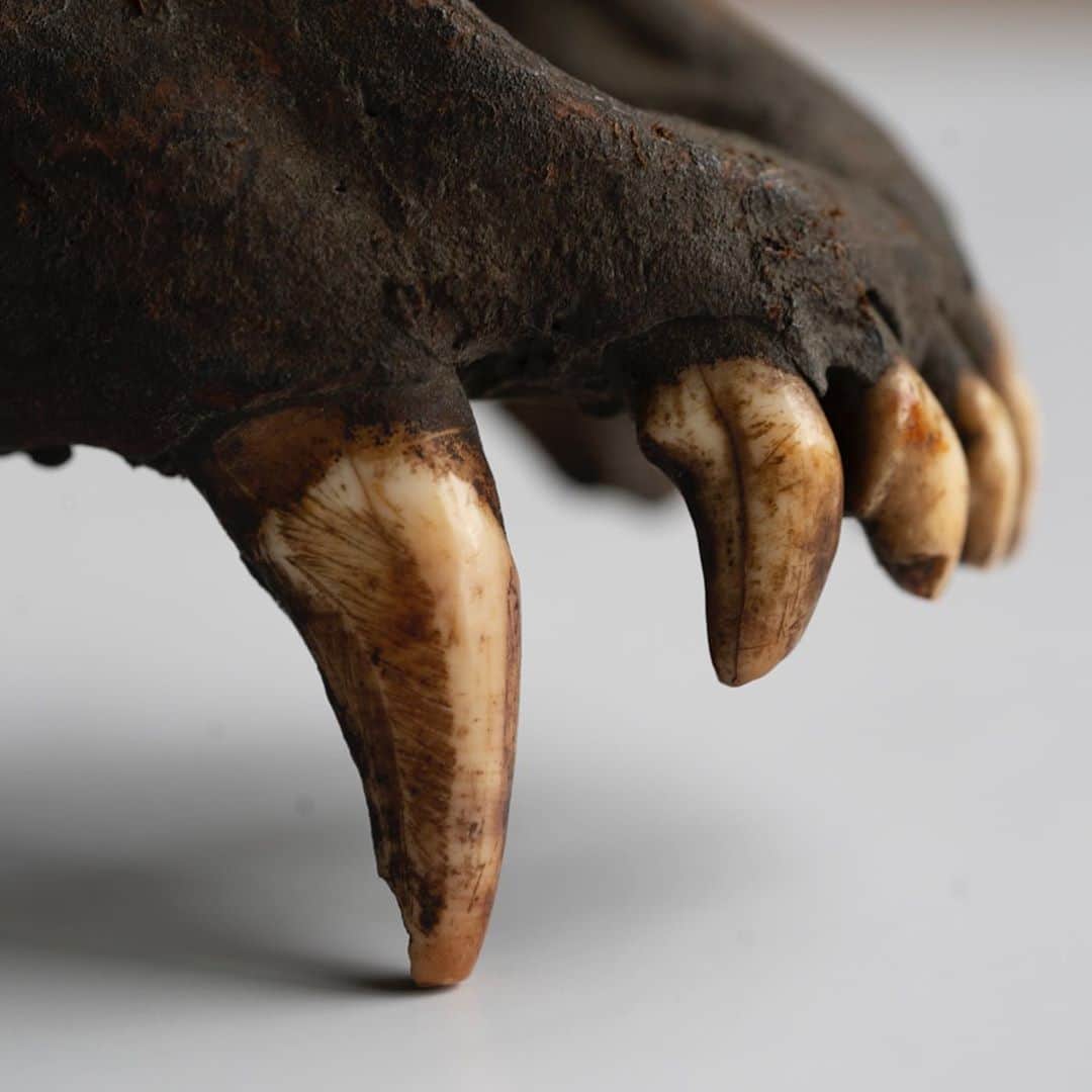 藤代冥砂さんのインスタグラム写真 - (藤代冥砂Instagram)「ニホンオオカミの頭骨。 既に絶滅したとされているニホンオオカミが実は生き続けているかもしれない。そんな思いを胸に秩父の山中やオオカミ信仰の残る神社を巡ったフォトエッセイをちちぶマガジン最新号で8ページ掲載。 第一人者のニホンオオカミを探す会代表八木博さんから多くを学びつつ、どっぷりニホンオオカミに浸った濃い内容。 個人的にはニホンオオカミは生きていると確信している。  #ニホンオオカミ　#ちちぶマガジン」9月20日 23時22分 - meisafujishiro