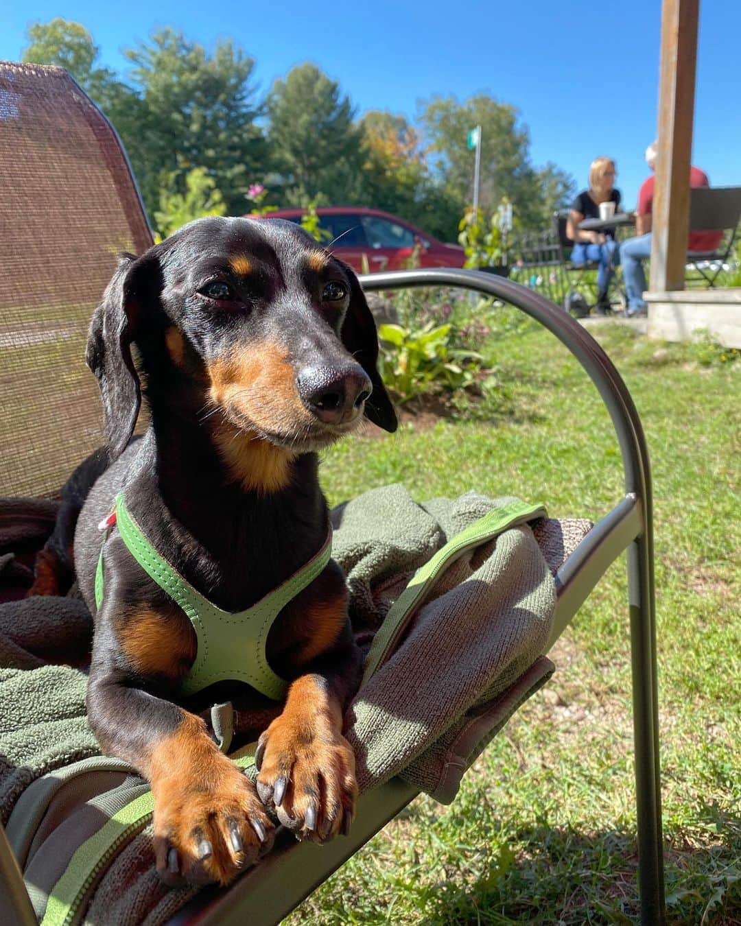 Crusoe the Celebrity Dachshundのインスタグラム：「“Enjoyin’ the last of patio weather! Usually this time of year I’d be headin’ to Florida, but, that ain’t happening..” ~ Crusoe」
