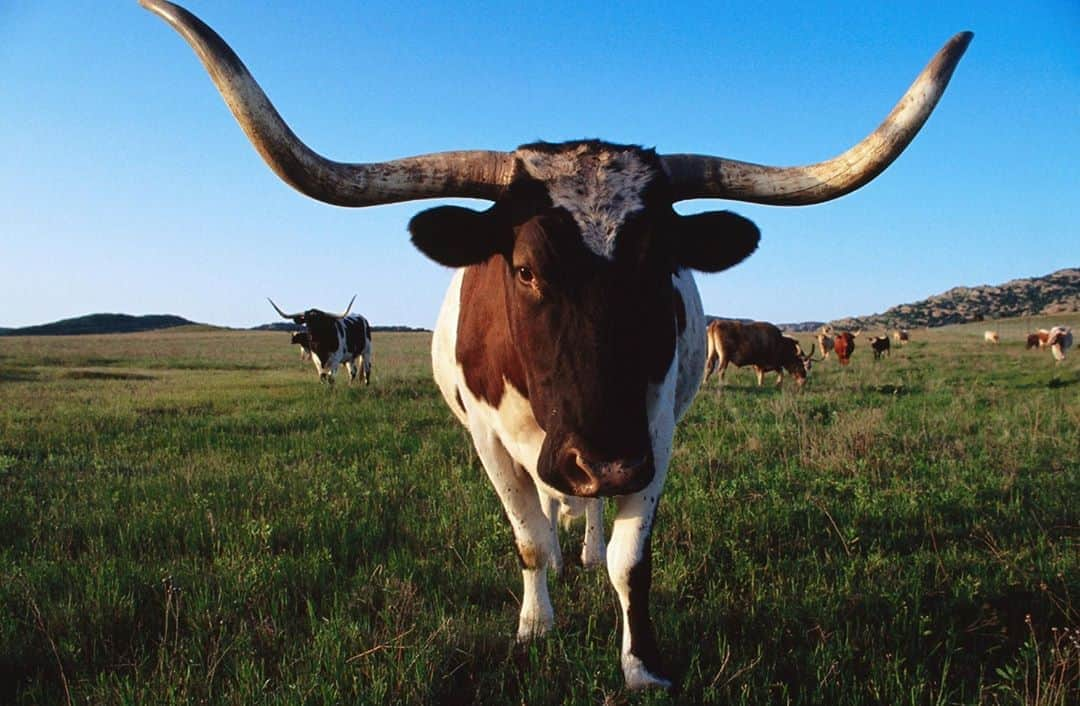 アニマルプラネットさんのインスタグラム写真 - (アニマルプラネットInstagram)「There’s nothing more iconic to the state of Texas than the Texas longhorn. Almost wiped out in early 20th century, the Texas longhorn was saved from extinction by the United States government, who established wildlife refuges for the species beginning in 1927. Today, it is the state’s official large mammal and mascot of the University of Texas! 🤘 You can see more amazing animals from Texas tonight at 9pm ET on #lonestarlaw. #pictureoftheday . . . . . . . #photooftheday #texaslonghorn #texaslonghorns #universityoftexas #texas #cattle #cow #bull #animalplanet」9月20日 23時20分 - animalplanet