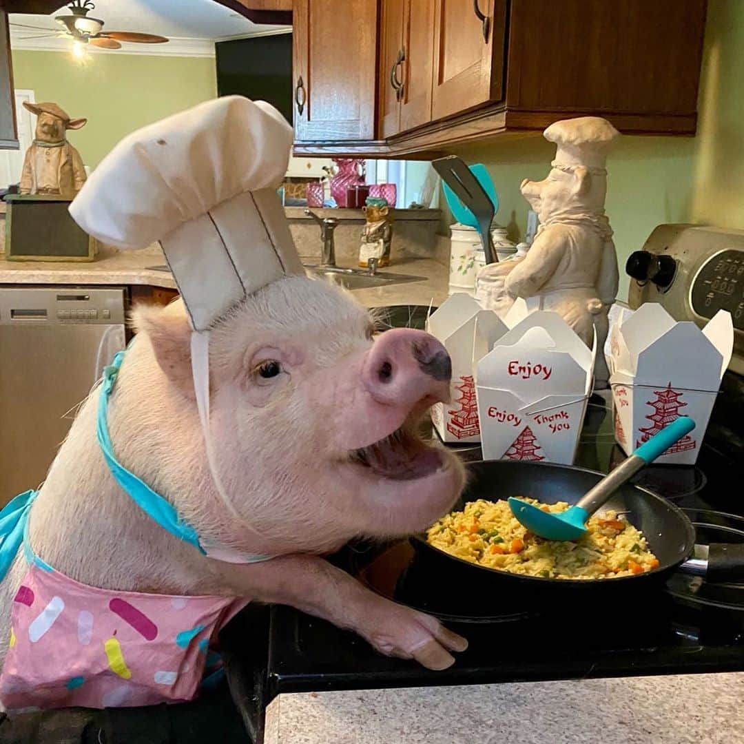 のインスタグラム：「Guess who got her first cooking lesson today!!! Happy #NationalFriedRiceDay! Posey is cooking up some veggie fried rice. Each order comes with a fortune cookie, and be warned. Silly Pop is in charge of writing the fortunes. Call Posey Express or leave a comment below if you would like to place an order.🐷🥡#veggiefriedrice #chefposey #takeout #PrissyandPop」