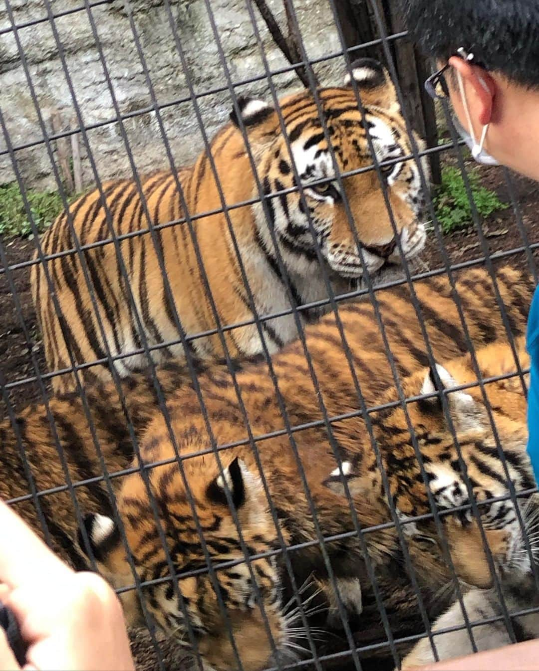 橋本梨菜さんのインスタグラム写真 - (橋本梨菜Instagram)「#旭山動物園   たのしかったあー 猿がすごい動きしててめっちゃ笑ったわ、、、  雨やのにずっと観察できるおもしろさやった🙈  白熊でっかかったあー」9月20日 23時37分 - hashimoto_rina_