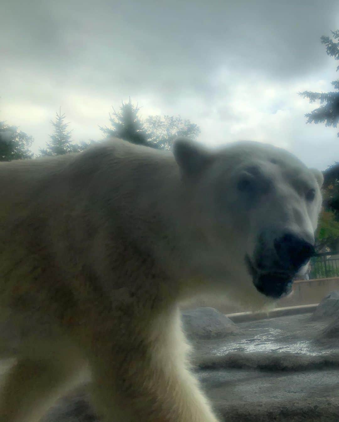 橋本梨菜さんのインスタグラム写真 - (橋本梨菜Instagram)「#旭山動物園   たのしかったあー 猿がすごい動きしててめっちゃ笑ったわ、、、  雨やのにずっと観察できるおもしろさやった🙈  白熊でっかかったあー」9月20日 23時37分 - hashimoto_rina_