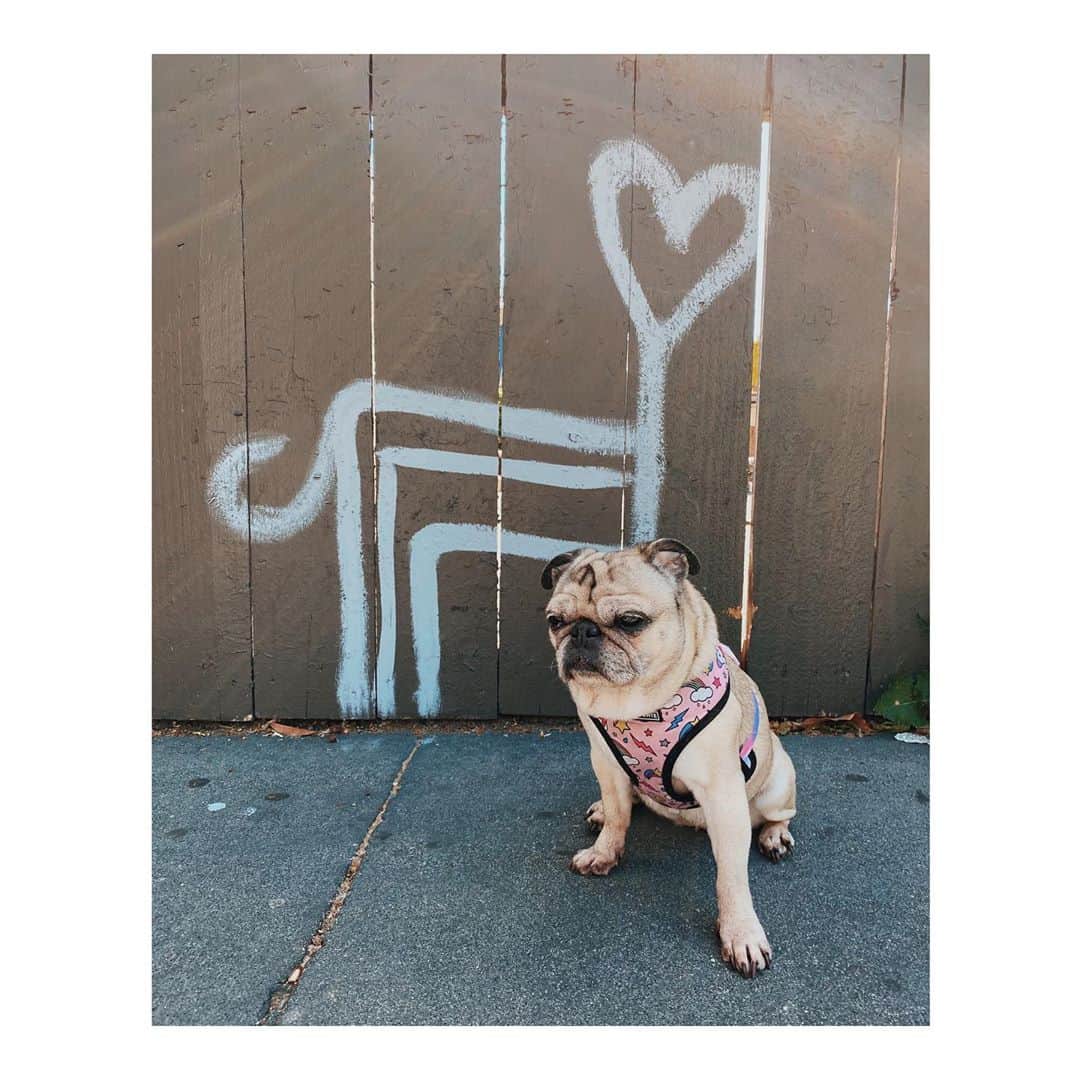 Melissa Santiagoのインスタグラム：「Grumpy gal  . . . . . #LeicaHarrietPancakes #DailyPug #Pug #pugsofinstagram」