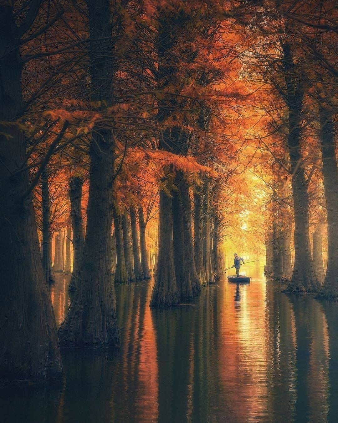 Discover Earthさんのインスタグラム写真 - (Discover EarthInstagram)「Autumn 🍁  "A forest in the water. Autumn sure is approaching quick. My favourite place to spend it is in Asia. The climate is perfect for traveling and the orange scenery is gorgeous there. Probably won’t be able to visit this year with everything going on." 🇨🇳 #discoverChina with @kaiyhun  #china #autumn #Asia #forest」9月21日 0時32分 - discoverearth