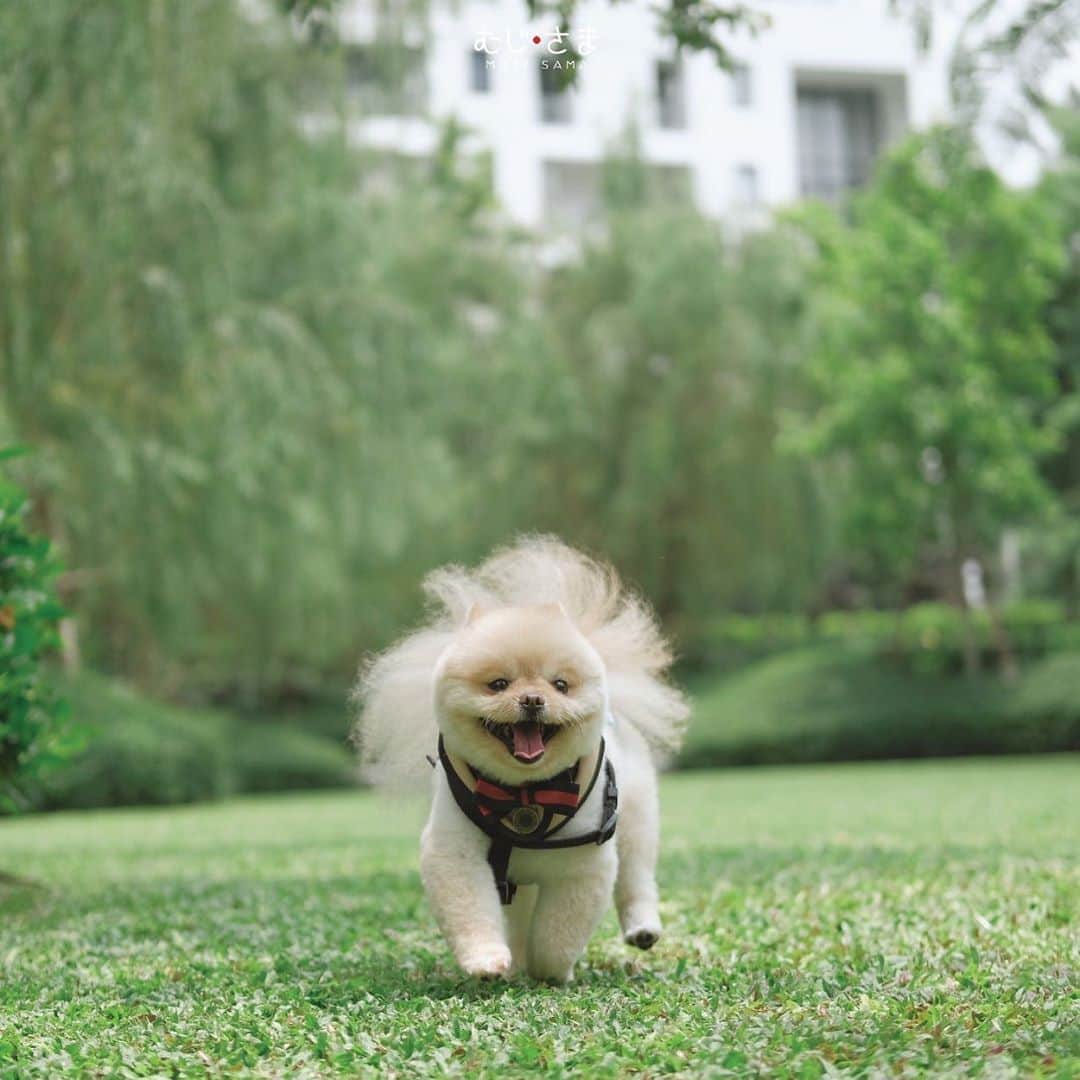 むじさまさんのインスタグラム写真 - (むじさまInstagram)「“Because of your smile, you make life more beautiful.” 🥰 #mujisama #dog #dogsofinstagram」9月21日 0時36分 - mujisama
