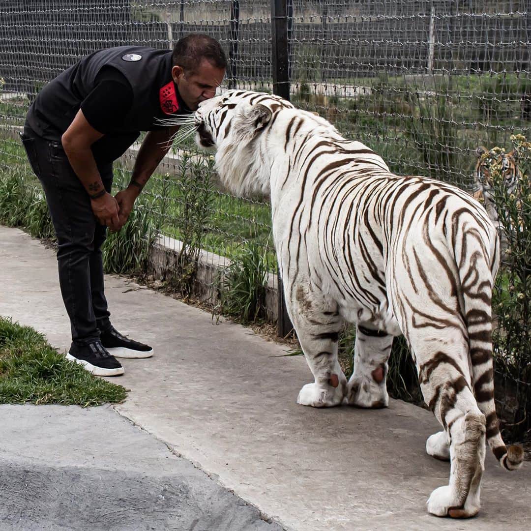 Black Jaguar-White Tiger さんのインスタグラム写真 - (Black Jaguar-White Tiger Instagram)「Father & Son... #BabyEnzoBJWT #SaveTigers  @fernan.mx」9月21日 0時43分 - blackjaguarwhitetiger