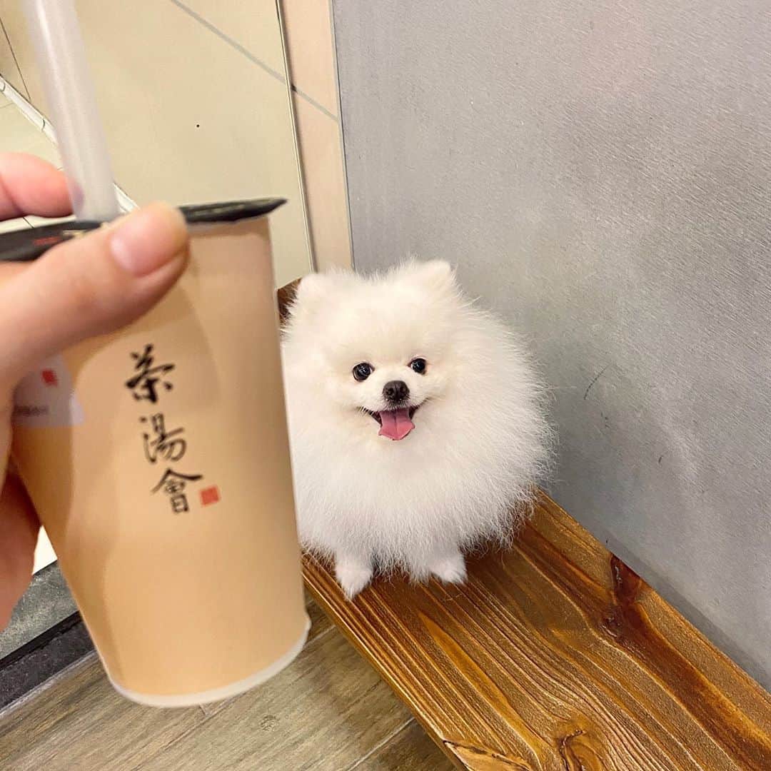 Mochi the Orkyehさんのインスタグラム写真 - (Mochi the OrkyehInstagram)「My vet said I needed to go on a diet. So...I walked 1.5km to get boba 🙊」9月21日 0時46分 - orkyeh